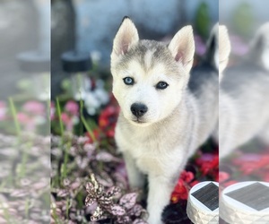 Pomsky Litter for sale in BURTON, MI, USA