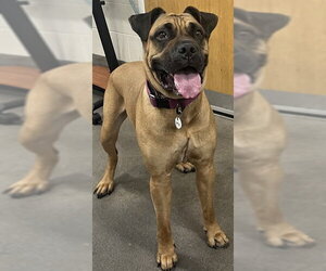 Boxer-Mastiff Mix Dogs for adoption in Forestville, MD, USA