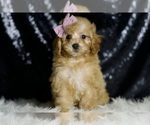Small #5 Poodle (Miniature)