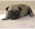 Small #2 Pug