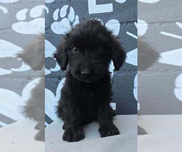 Medium Photo #1 Labrador Retriever-Unknown Mix Puppy For Sale in Brewster, NY, USA