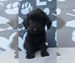 Babylon (B Squad) - Male Labrador Retriever-Unknown Mix Dog for Adoption - Small photo