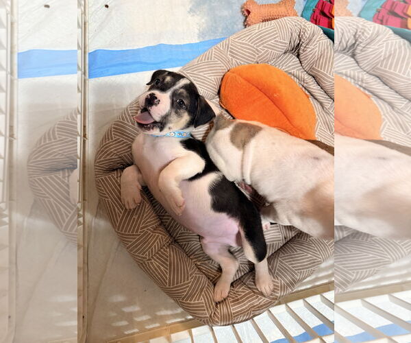 Medium Photo #4 American Staffordshire Terrier-Unknown Mix Puppy For Sale in Holly Springs, NC, USA