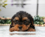 Small #1 Yorkshire Terrier