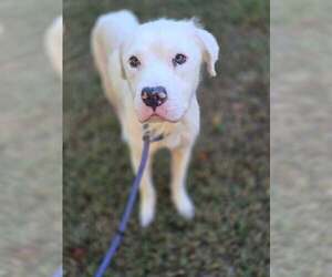 Bolt (GA) - Male Mutt Dog for Adoption - Photo #4