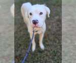 Small Photo #4 Mutt Puppy For Sale in New York, NY, USA