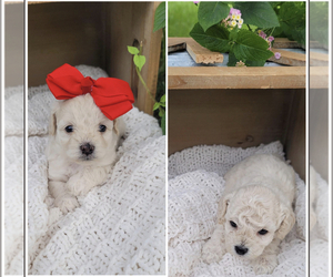 Cockapoo Puppy for sale in TYLERTOWN, MS, USA