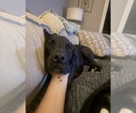 Small #1 Mastador