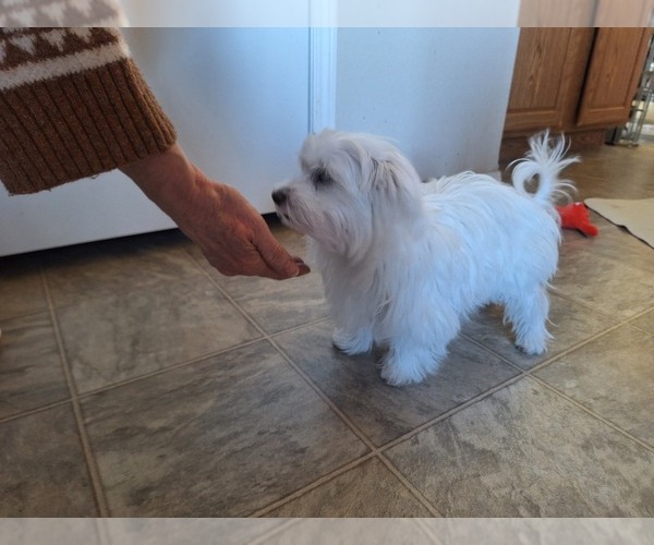 Medium Photo #3 Maltese Puppy For Sale in BEAR RIVER, WY, USA