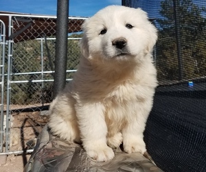 Great Pyrenees Puppy for sale in PLACITAS, NM, USA