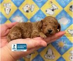 Small Photo #1 Poodle (Toy) Puppy For Sale in WINNSBORO, LA, USA