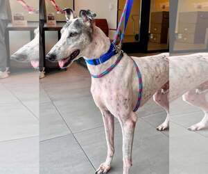 Greyhound Dogs for adoption in Cherry Hill, NJ, USA