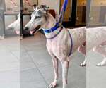 Small Greyhound