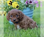 Small #2 Cavapoo (Miniature)