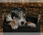 Puppy Puppy 2 American Bully