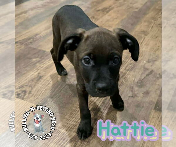 Medium Photo #2 Labrador Retriever-Unknown Mix Puppy For Sale in Omaha, NE, USA