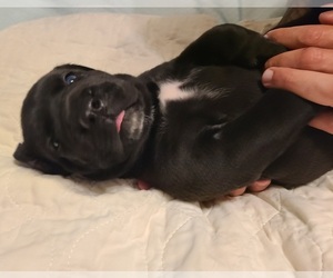 Presa Canario Puppy for sale in NAVARRE, FL, USA