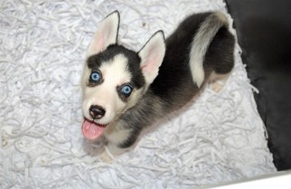 Siberian Husky Puppy for sale in FAIRHOPE, AL, USA