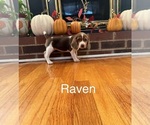 Puppy Raven Beagle