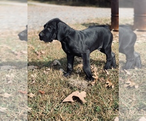 Great Dane Puppy for sale in PILOT MNT, NC, USA