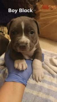 Medium Photo #1 American Bully Puppy For Sale in OMAHA, NE, USA