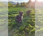 Puppy 0 German Shepherd Dog-Siberian Husky Mix