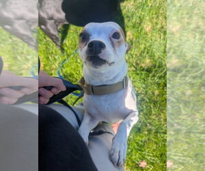 Ophelia - Female Chihuahua-Unknown Mix Dog for Adoption - Photo #4