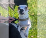 Small Photo #4 Chihuahua-Unknown Mix Puppy For Sale in Salt Lake City, UT, USA
