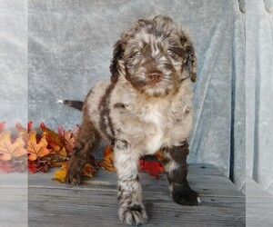Labradoodle-Poodle (Miniature) Mix Puppy for sale in FREDERICKSBG, OH, USA