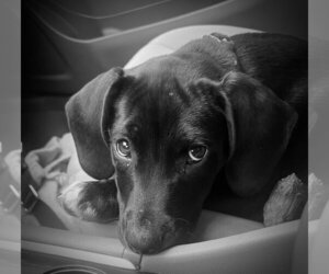 Mutt Dogs for adoption in Mount Laurel, NJ, USA
