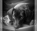 Small #3 Mutt