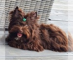 Small Photo #1 Yorkshire Terrier Puppy For Sale in WACO, TX, USA