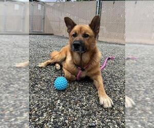 FRANK - Male German Shepherd Dog-Unknown Mix Dog for Adoption