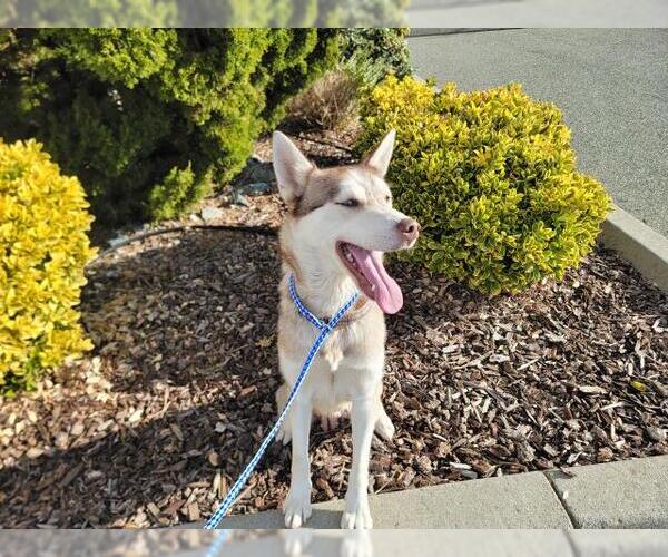 Medium Photo #1 Huskies -Unknown Mix Puppy For Sale in Jackson, CA, USA