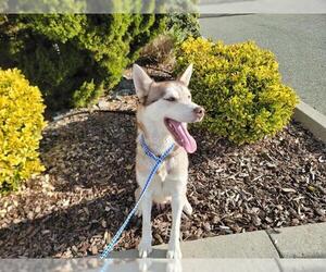 Huskies -Unknown Mix Dogs for adoption in Jackson, CA, USA