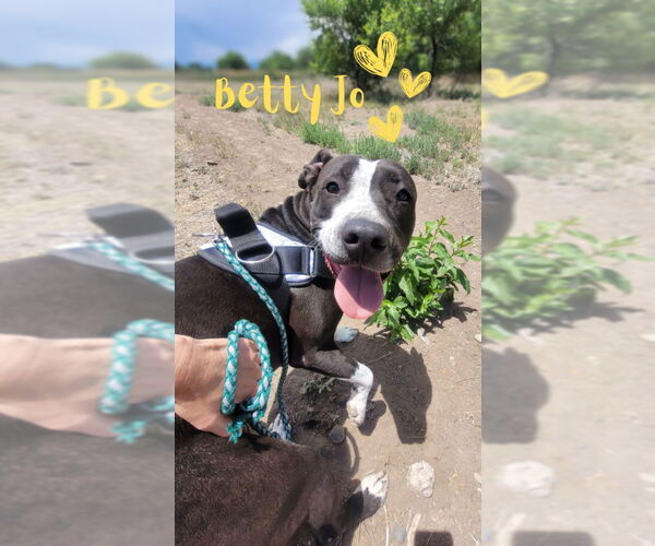 Medium Photo #5 American Pit Bull Terrier Puppy For Sale in Monte Vista, CO, USA