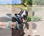 Small #4 American Pit Bull Terrier