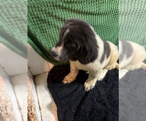 Medium Photo #41 Newfoundland Puppy For Sale in AURORA, IN, USA