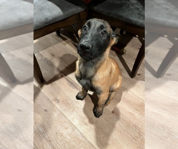 Medium Photo #2 Belgian Malinois Puppy For Sale in SIMI VALLEY, CA, USA