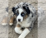 Small Photo #3 Australian Shepherd Puppy For Sale in MC ALPIN, FL, USA