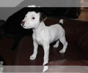 Jack Russell Terrier Puppy for sale in FORT JONES, CA, USA