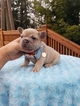 Small Photo #8 French Bulldog Puppy For Sale in BAKERVIEW, WA, USA