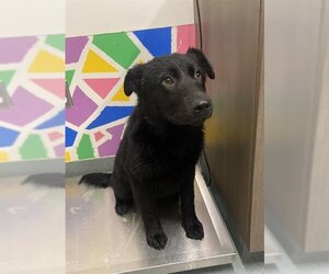 Huskies -Labrador Retriever Mix Dogs for adoption in Baytown, TX, USA