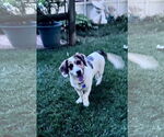 Small #8 Bagle Hound
