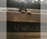Small Photo #28 Doberman Pinscher Puppy For Sale in SCAPPOOSE, OR, USA