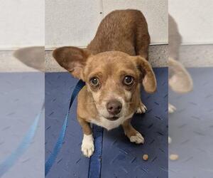 Chihuahua Dogs for adoption in Bakersfield, CA, USA