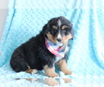 Small #2 Bearded Collie-Bernese Mountain Dog Mix