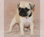 Small Photo #43 Pug Puppy For Sale in WINNSBORO, TX, USA