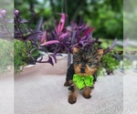 Image preview for Ad Listing. Nickname: Teacup Teddy