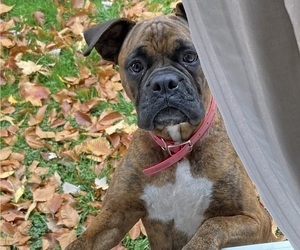 Boxer Puppy for sale in ORRVILLE, OH, USA